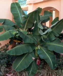 Dwarf Cavendish Banana Live Plant - Musa Acuminata - 2.5" Pot - Indoor/Outdoor - Image 2