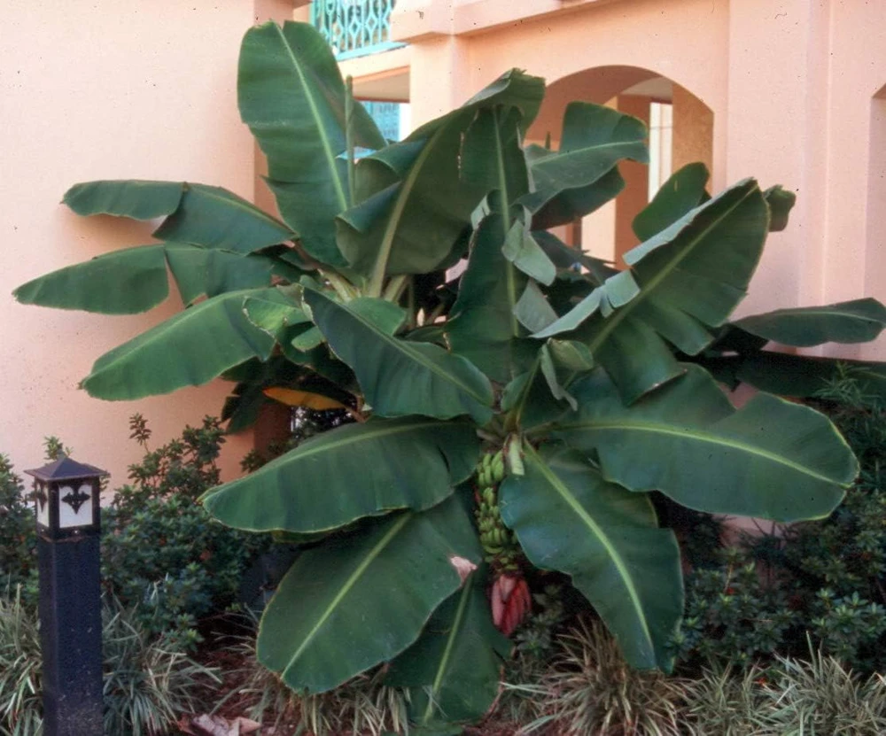 Dwarf Cavendish Banana Live Plant - Musa Acuminata - 2.5" Pot - Indoor/Outdoor - Image 2
