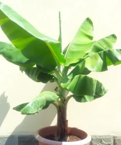 Dwarf Cavendish Banana Seeds - Musa Tiny Bonsai - 10 Seeds - Outdoor - Image 2