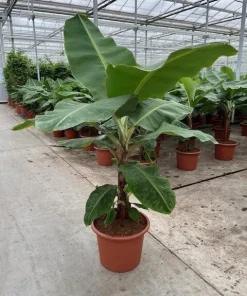 Dwarf Cavendish Banana Seeds - Musa Tiny Bonsai - 10 Seeds - Outdoor - Image 3