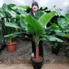 Dwarf Cavendish Banana Seeds - Musa Tiny Bonsai - 10 Seeds - Outdoor - Image 1