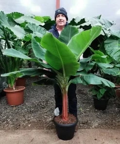 Dwarf Cavendish Banana Seeds - Musa Tiny Bonsai - 10 Seeds - Outdoor - Image 1