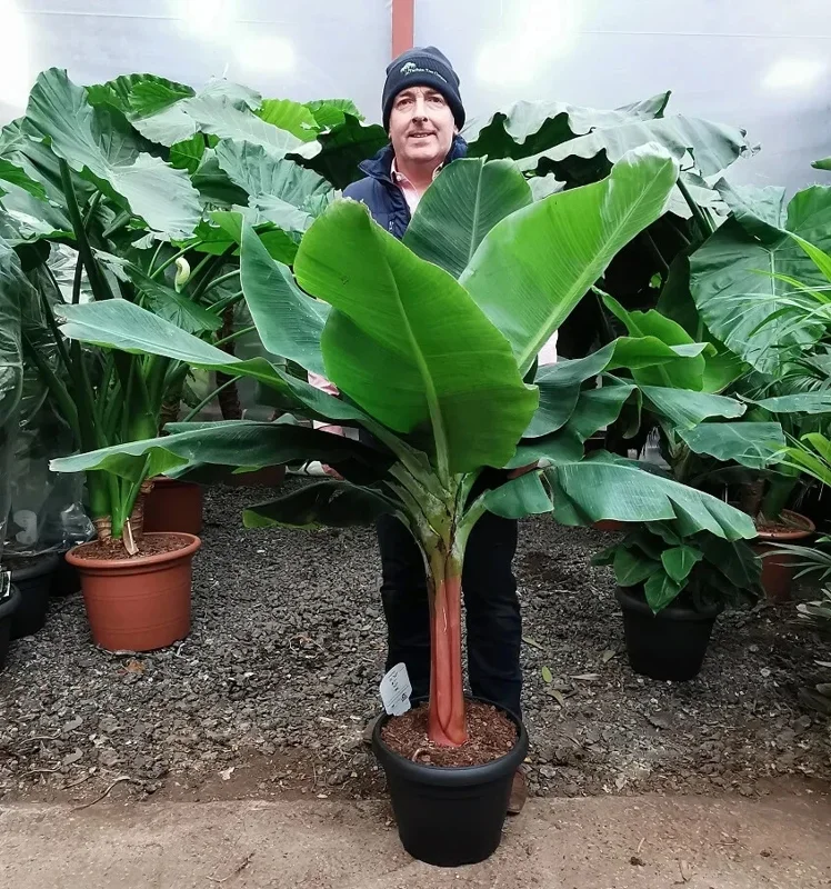 Dwarf Cavendish Banana Seeds - Musa Tiny Bonsai - 10 Seeds - Outdoor - Image 1