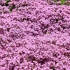 Dwarf Creeping Thyme Seeds - Thymus Serpyllum Ground Cover - 10,000 Seeds - Image 1