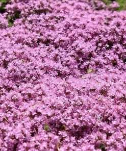 Dwarf Creeping Thyme Seeds - Thymus Serpyllum Ground Cover - 10,000 Seeds - Image 1