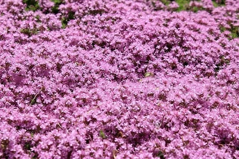 Dwarf Creeping Thyme Seeds - Thymus Serpyllum Ground Cover - 10,000 Seeds - Image 1