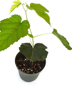 Dwarf Everbearing Mulberry Live Plant - Morus Nigra - Sweet Fruit - 4" Pot - Image 2