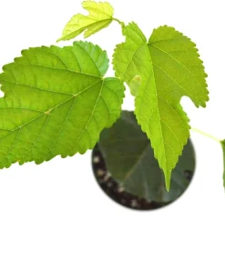 Dwarf Everbearing Mulberry Live Plant - Morus Nigra - Sweet Fruit - 4