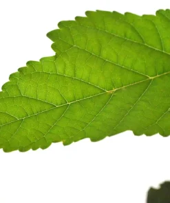 Dwarf Everbearing Mulberry Live Plant - Morus Nigra - Sweet Fruit - 4
