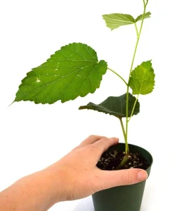 Dwarf Everbearing Mulberry Live Plant - Morus Nigra - Sweet Fruit - 4