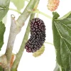 Dwarf Everbearing Mulberry Live Plant - Morus Nigra - Sweet Fruit - 4" Pot - Image 1