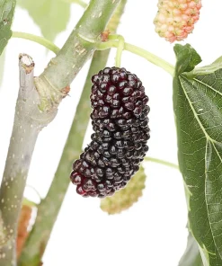 Dwarf Everbearing Mulberry Live Plant - Morus Nigra - Sweet Fruit - 4