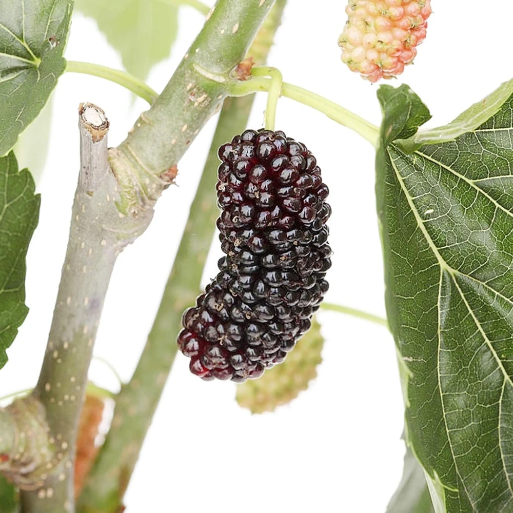 Dwarf Everbearing Mulberry Live Plant - Morus Nigra - Sweet Fruit - 4" Pot - Image 1