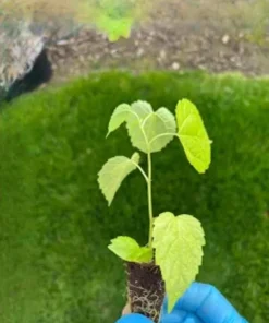 Dwarf Everbearing Mulberry Tree 6 Inch Live Plant Plug - Morus Nigra - Image 2