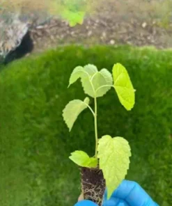 Dwarf Everbearing Mulberry Tree 6 Inch Live Plant Plug - Morus Nigra - Image 2