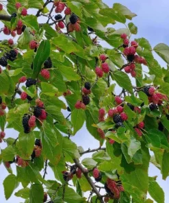 Dwarf Everbearing Mulberry Tree 6 Inch Live Plant Plug - Morus Nigra - Image 3
