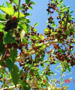 Dwarf Everbearing Mulberry Tree 6 Inch Live Plant Plug - Morus Nigra - Image 5