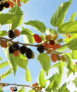 Dwarf Everbearing Mulberry Tree 6 Inch Live Plant Plug - Morus Nigra - Image 8