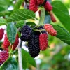 Dwarf Everbearing Mulberry Tree 6 Inch Live Plant Plug - Morus Nigra - Image 1