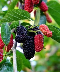 Dwarf Everbearing Mulberry Tree 6 Inch Live Plant Plug - Morus Nigra - Image 1