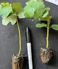 Dwarf Fig Live Tree Starter Plug - Miniature Fruit Plant - 2-3 ft Tall - Indoor/Outdoor - Image 2