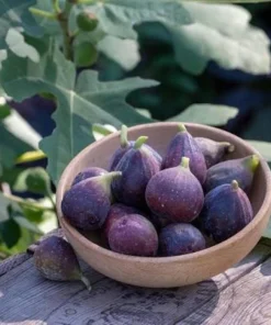 Dwarf Fig Live Tree Starter Plug - Miniature Fruit Plant - 2-3 ft Tall - Indoor/Outdoor - Image 3