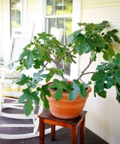 Dwarf Fig Live Tree Starter Plug - Miniature Fruit Plant - 2-3 ft Tall - Indoor/Outdoor - Image 4
