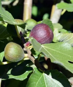 Dwarf Fig Live Tree Starter Plug - Miniature Fruit Plant - 2-3 ft Tall - Indoor/Outdoor - Image 5