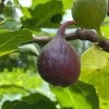 Dwarf Fig Live Tree Starter Plug - Miniature Fruit Plant - 2-3 ft Tall - Indoor/Outdoor - Image 1