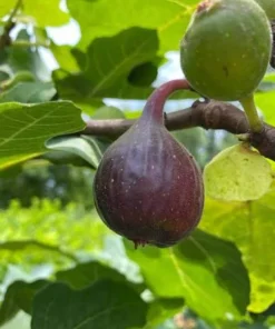 Dwarf Fig Live Tree Starter Plug - Miniature Fruit Plant - 2-3 ft Tall - Indoor/Outdoor - Image 1