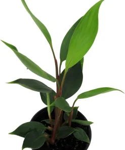 Dwarf Golden Brush Ginger Live Plant - Burbidgea scheizocheila - 4" Pot - Indoor/Patio - Image 2