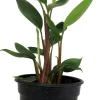 Dwarf Golden Brush Ginger Live Plant - Burbidgea scheizocheila - 4" Pot - Indoor/Patio - Image 1