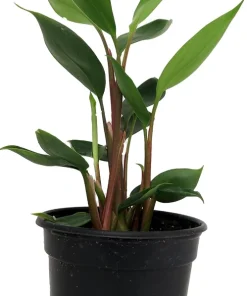 Dwarf Golden Brush Ginger Live Plant - Burbidgea scheizocheila - 4