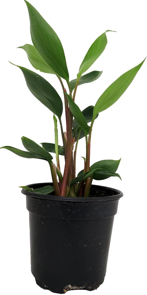 Dwarf Golden Brush Ginger Live Plant - Burbidgea scheizocheila - 4" Pot - Indoor/Patio - Image 1