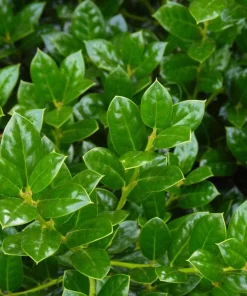 Dwarf Holly Berry Live Plant - Evergreen Shrub, 4 inch Pot - Outdoor Ornamental - Image 2