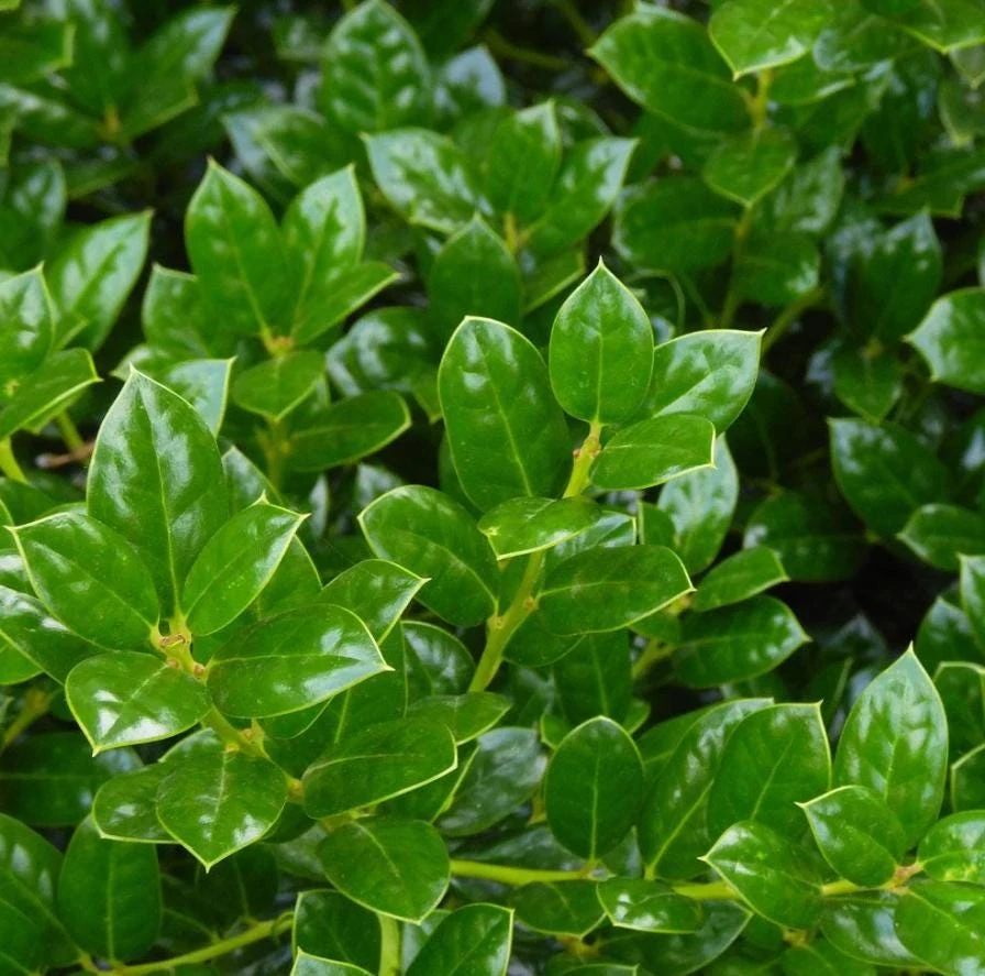 Dwarf Holly Berry Live Plant - Evergreen Shrub, 4 inch Pot - Outdoor Ornamental - Image 2