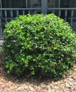 Dwarf Holly Berry Live Plant - Evergreen Shrub, 4 inch Pot - Outdoor Ornamental - Image 4