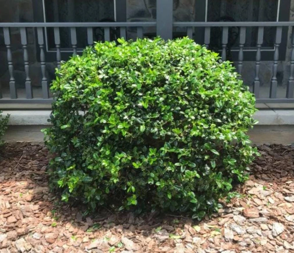 Dwarf Holly Berry Live Plant - Evergreen Shrub, 4 inch Pot - Outdoor Ornamental - Image 4