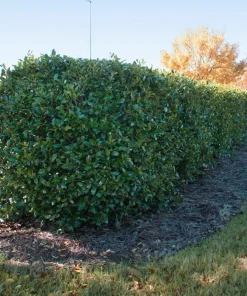 Dwarf Holly Berry Live Plant - Evergreen Shrub, 4 inch Pot - Outdoor Ornamental - Image 5