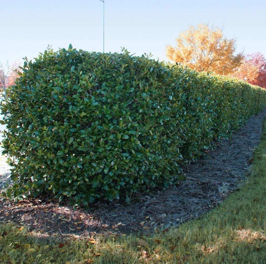 Dwarf Holly Berry Live Plant - Evergreen Shrub, 4 inch Pot - Outdoor Ornamental - Image 5