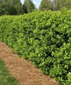 Dwarf Holly Berry Live Plant - Evergreen Shrub, 4 inch Pot - Outdoor Ornamental - Image 6