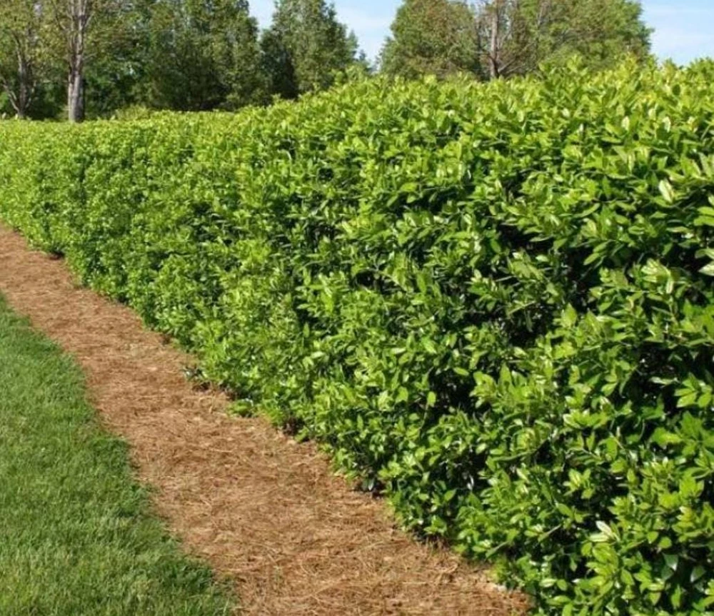 Dwarf Holly Berry Live Plant - Evergreen Shrub, 4 inch Pot - Outdoor Ornamental - Image 6