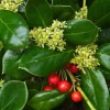 Dwarf Holly Berry Live Plant - Evergreen Shrub, 4 inch Pot - Outdoor Ornamental - Image 1