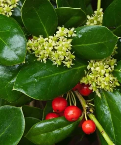 Dwarf Holly Berry Live Plant - Evergreen Shrub, 4 inch Pot - Outdoor Ornamental - Image 1