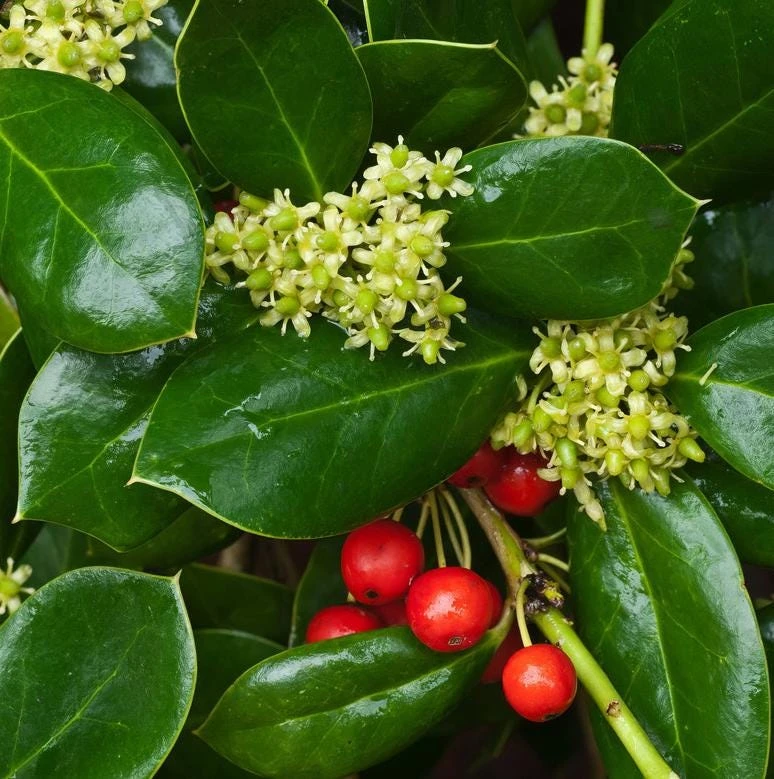 Dwarf Holly Berry Live Plant - Evergreen Shrub, 4 inch Pot - Outdoor Ornamental - Image 1