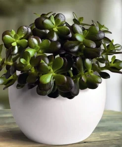Dwarf Jade Plant - Crassula ovata Minor Succulent Live Plant - 2.5" Pot - Image 2