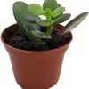 Dwarf Jade Plant - Crassula ovata Minor Succulent Live Plant - 2.5" Pot - Image 1
