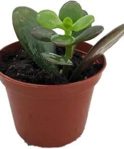 Dwarf Jade Plant - Crassula ovata Minor Succulent Live Plant - 2.5