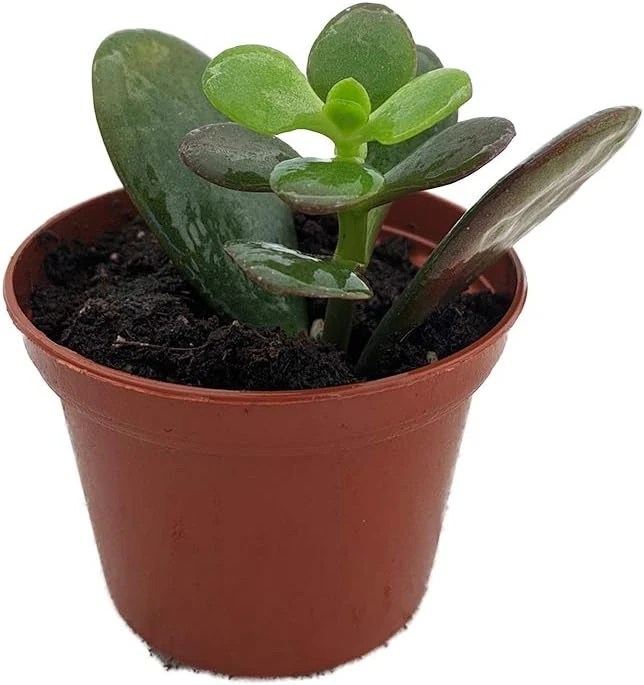 Dwarf Jade Plant - Crassula ovata Minor Succulent Live Plant - 2.5" Pot - Image 1