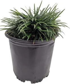 Dwarf Mondo Grass Live Plant - Ophiopogon japonicus - 4" Pot - Groundcover - Image 2